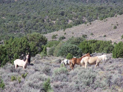 Gray Jay Press- Sagebrush Heart- wild horses